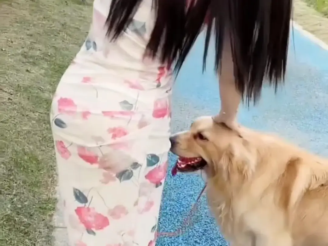 《抖音香香公主与爱犬金毛》科普完整版在线免费看，抖音香香公主与爱犬直播回放网盘资源免费领